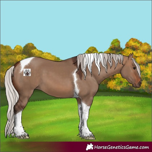 Horse Color:Silver Brown Dun Tobiano 
