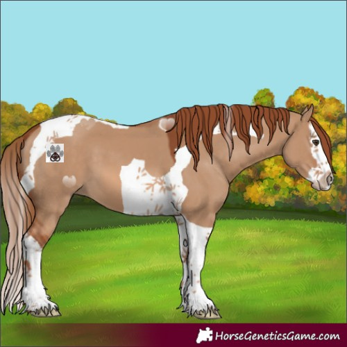 Horse Color:Red Dun Splash Tobiano 