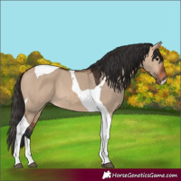 Horse Color:Bay Dun Tobiano