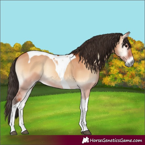 Horse Color:Bay Onyx Tobiano 