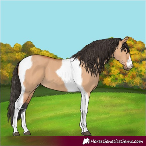 Horse Color:Bay Dun Tobiano