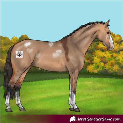 Horse Color:Bay Dun Sabino Tobiano