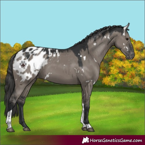 Horse Color:White Spotted Grullo Tobiano Appaloosa