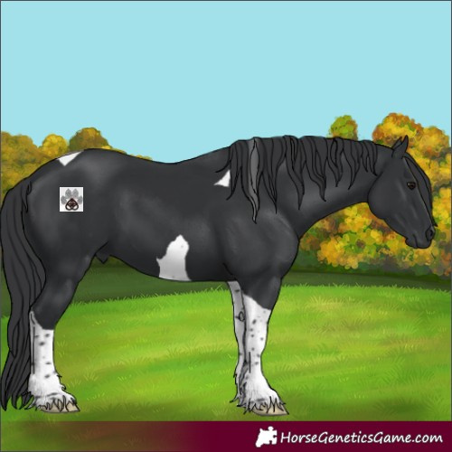 Horse Color:Black Tobiano 