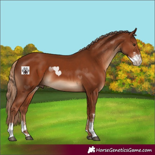 Horse Color:Chestnut Sabino 