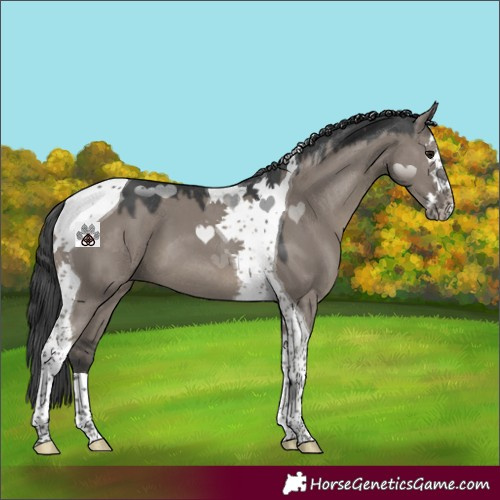 Horse Color:Grullo Mushroom Splash Tobiano 