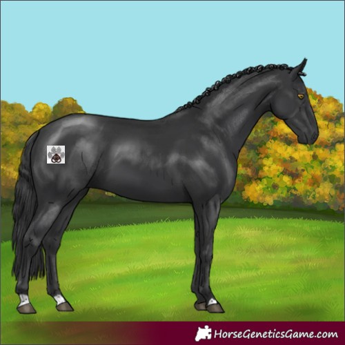 Horse Color:Black 
