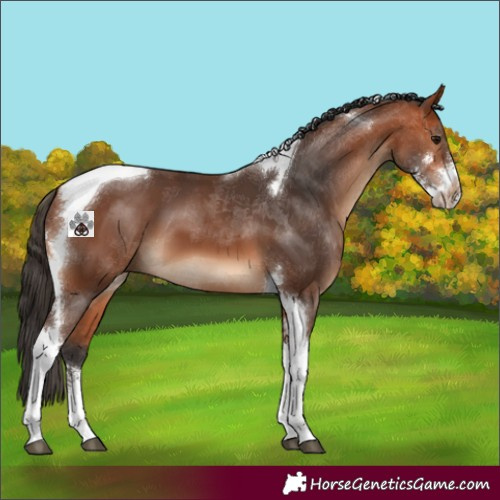 Horse Color:Bay Sabino Tobiano