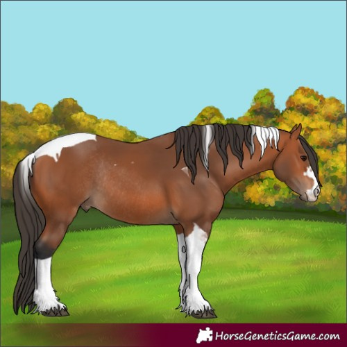 Horse Color:Bay Tobiano Rabicano 