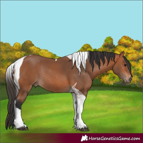 Horse Color:Bay Tobiano Rabicano 