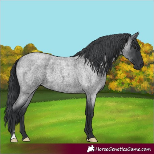 Horse Color:Blue Chinchilla Roan 