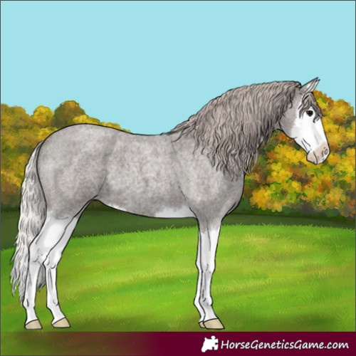 Horse Color:Silver Blue Roan Splash 