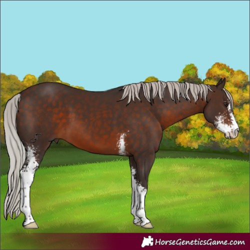 Horse Color:Silver Brown Sabino