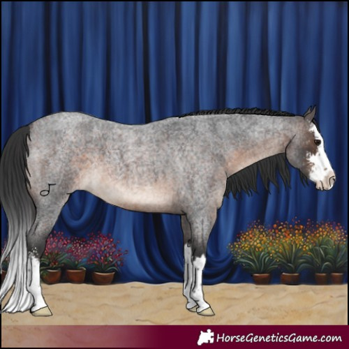 Horse Color:Brown Roan Sabino Splash