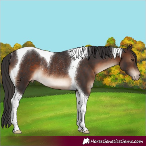Horse Color:Brown Tobiano Appaloosa Rabicano