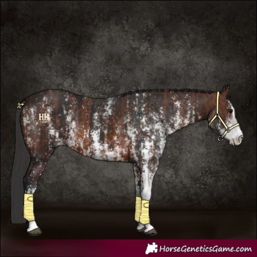Horse Color:Brown Sabino Rabicano and Brown Sabino Rabicano