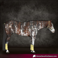 Horse Color:Brown Sabino Rabicano and Brown Sabino Rabicano