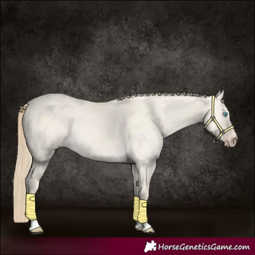Horse Color:Perlino Dun Tobiano 