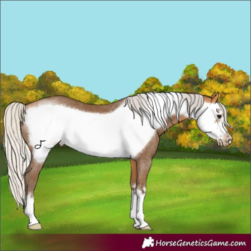 Horse Color:Silver Buckskin Frame Rabicano