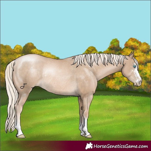 Horse Color:Chocolate Palomino Pearl Rabicano 