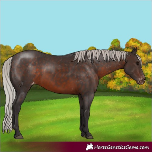 Horse Color:White Spotted Silver Brown Appaloosa 