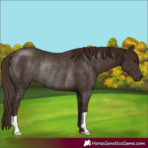 Horse Color:Liver Chestnut Rabicano 