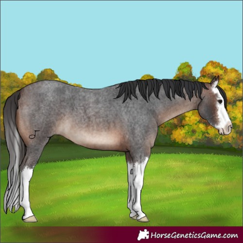 Horse Color:Brown Roan Splash 
