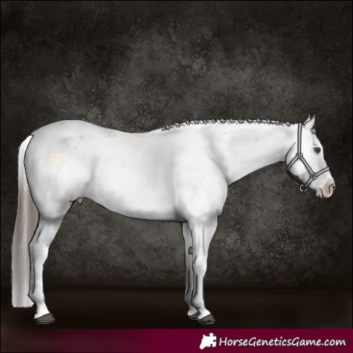 Horse Color:Buckskin Sabino Rabicano