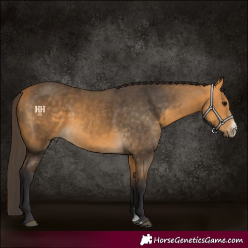Horse Color:Buckskin Sabino 