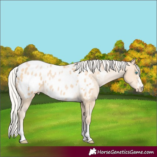 Horse Color:Silver Buckskin Pearl Appaloosa