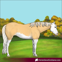 Horse Color:Palomino Splash