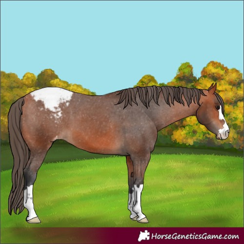 Horse Color:Bay Varnish 
