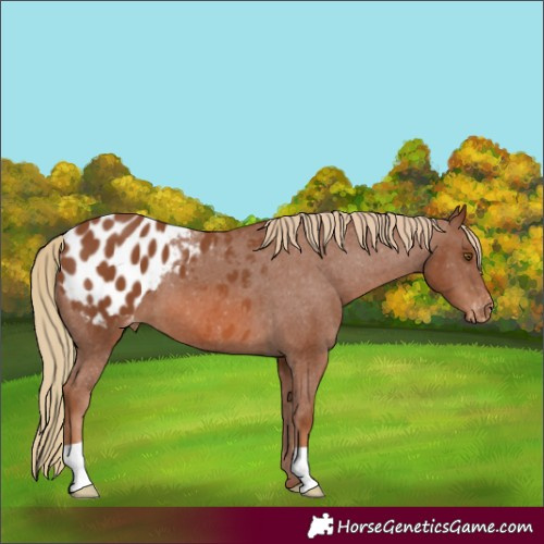 Horse Color:Chestnut Blanket 