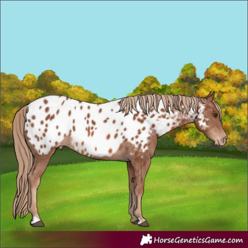 Horse Color:Chestnut Blanket