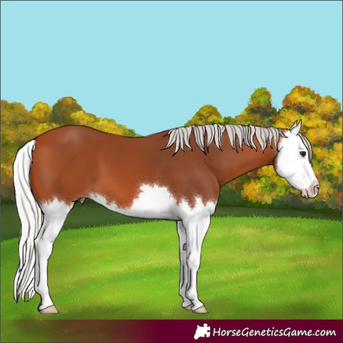 Horse Color:Silver Bay Splash 