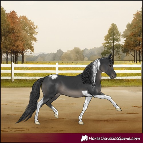 Horse Color:Black Tobiano 