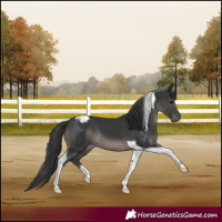 Horse Color:Black Tobiano 
