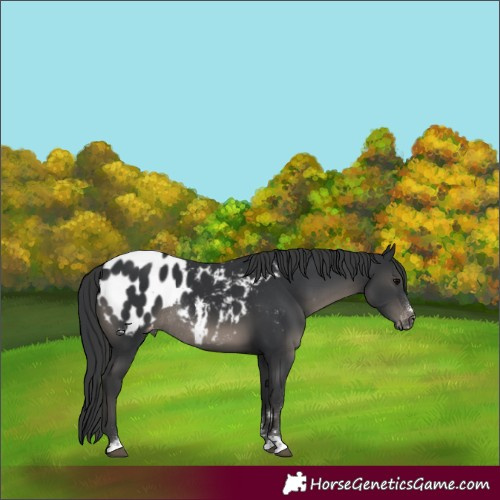 Horse Color:Black Appaloosa Rabicano