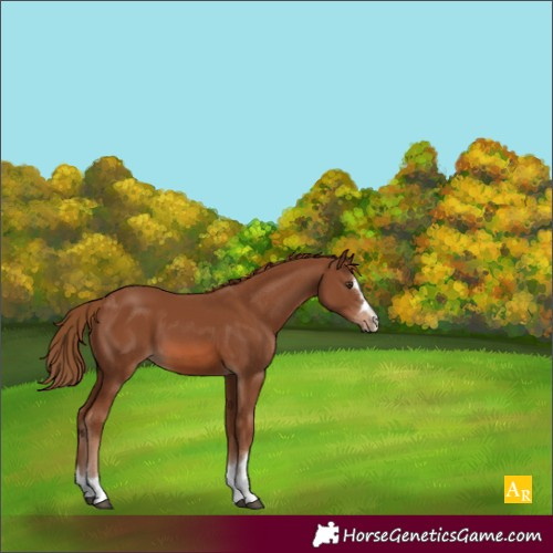 Horse Color:Chestnut 