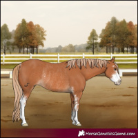 Horse Color:Chestnut Sabino Rabicano 
