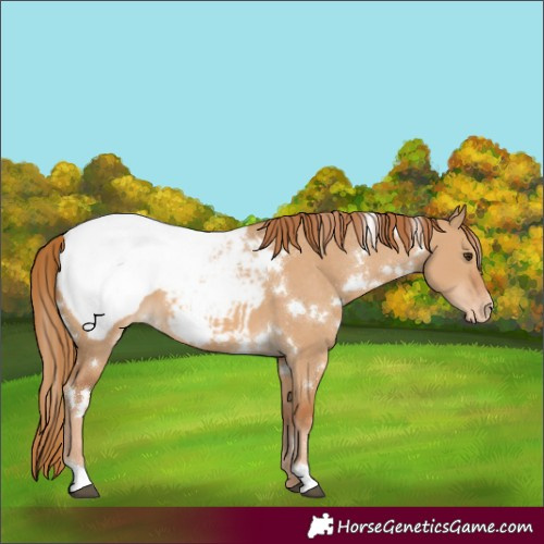 Horse Color:White Spotted Red Dun Appaloosa