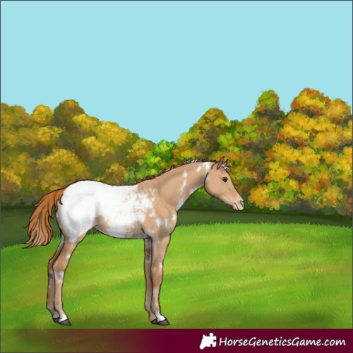 Horse Color:White Spotted Red Dun Appaloosa 