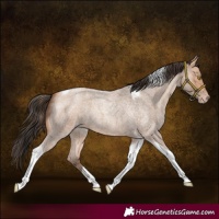 Horse Color:Amber Champagne Roan Tobiano 