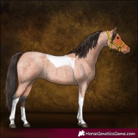 Horse Color:Bay Roan Tobiano 