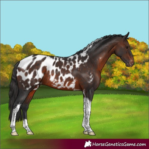 Horse Color:Brown Tobiano Appaloosa Rabicano