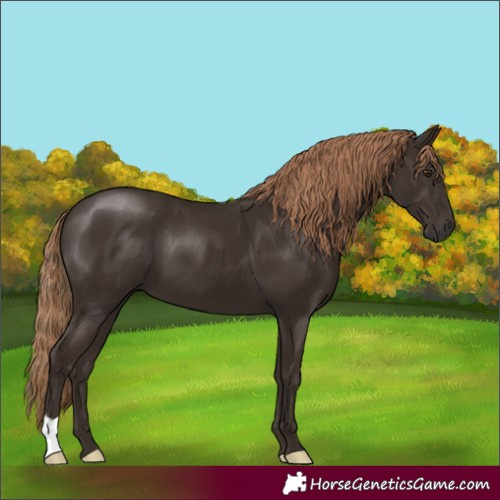 Horse Color:Liver Chestnut 