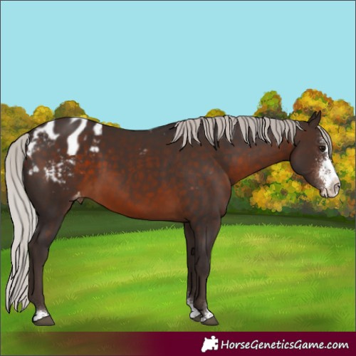 Horse Color:Silver Brown Sabino Appaloosa 