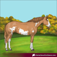 Horse Color:Chestnut Splash Frame 