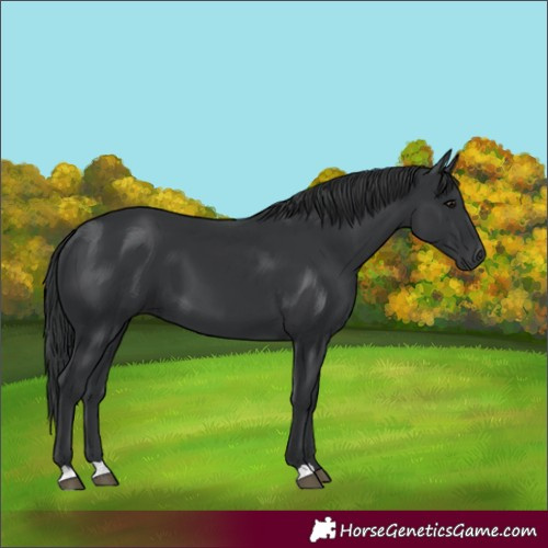 Horse Color:Black 