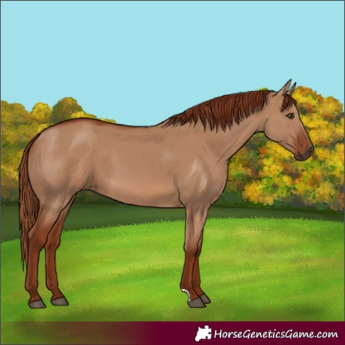 Horse Color:Red Dun 